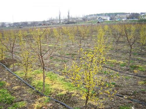 Кизил выращивание. Правила посадки и ухода за кизилом в открытом грунте