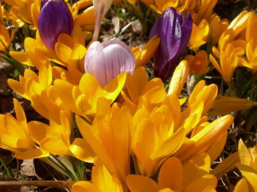 Крокусы и как они размножаются. Крокусы: выращивание и размножение