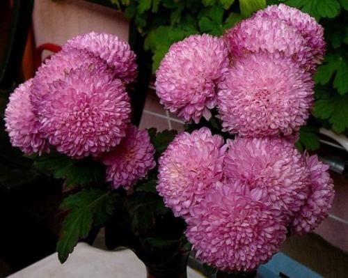 Сорта хризантем крупноцветковых. Корейские хризантемы, сорта и их описание