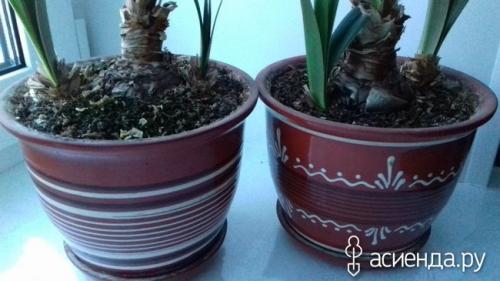 Как разбудить гиппеаструм. «Проснулся от спячки» гиппеаструм и растет «не по дням, а по часам»