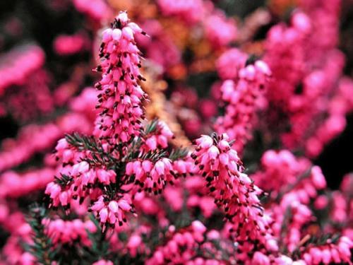 Эрика вереск Посадка и уход в. Растение эрика: посадка и уход в мельчайших подробностях