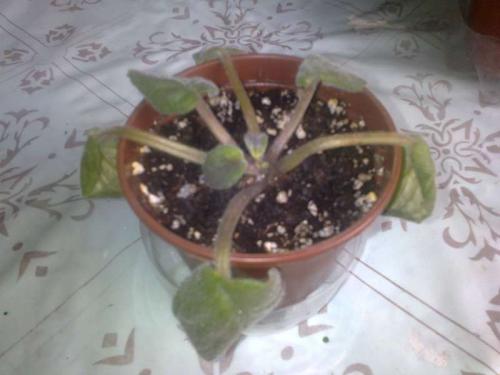 Почему у фиалок твердеют листья. Листья сенполии информируют о проблеме