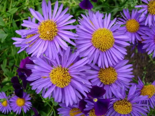 Подзимний посев однолетних цветов. Технология подзимнего посева цветов 