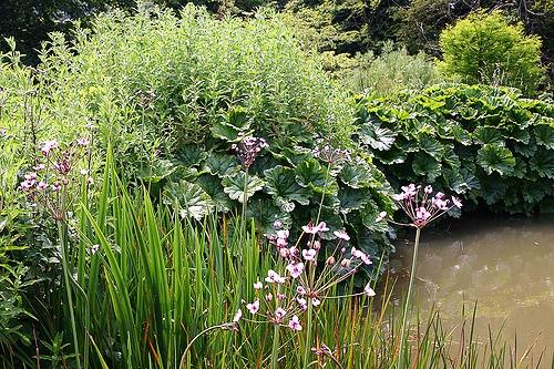 Butomus umbellatus. Сусак зонтичный – Butomus umbellatus