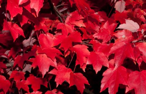 Клен красный: характеристика и биологические особенности