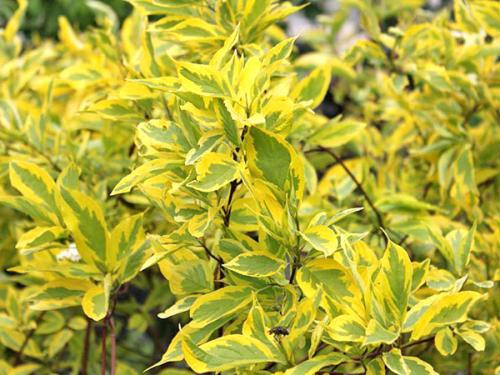 Пестролистные кустарники. Как вырастить дерен пестролистный на дачном участке