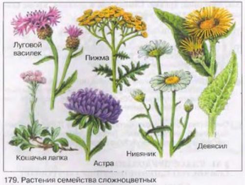 Дикорастущие растения доклад. Дикорастущие растения: описание, особенности и примеры