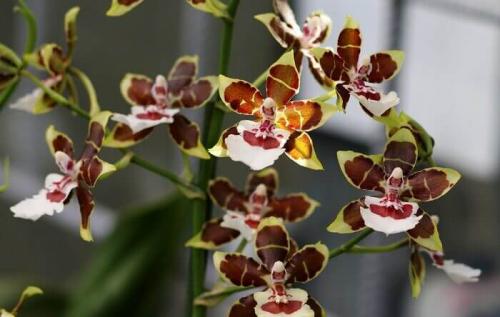 Онцидиум Свит Шугар уход в домашних условиях. Уход за онцидиумом в домашних условиях