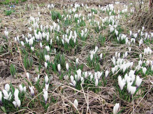 Семена крокуса. Крокусы из семян