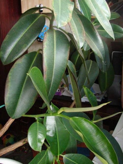 Фикус черные пятна на листьях. У фикуса тёмные пятна на листьях. Что делать?