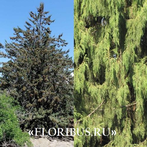 Кипарис Голдкрест Вилма в открытом грунте. Купрессус голд вилма, голдкрест и микрокарпа