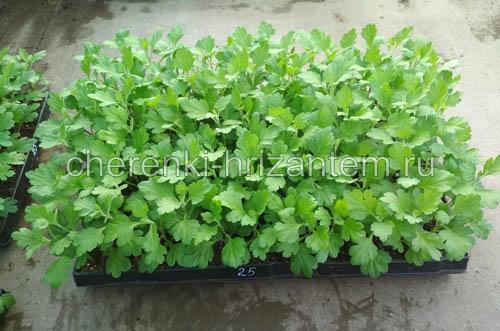 Хризантема крупноцветковая каталог. Хризантема