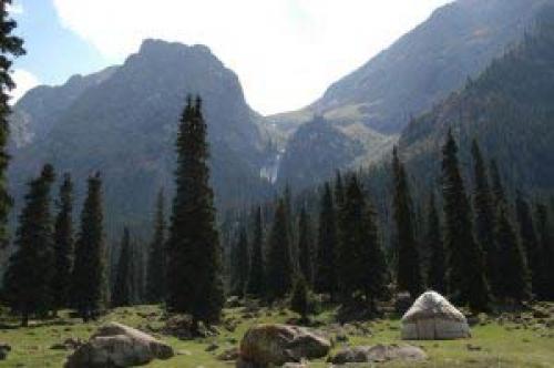 Ель Шренка - Королева Тянь-Шаня