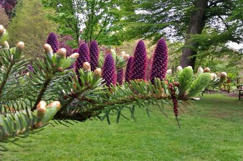 Ель корейская посадка. Пихта корейская — посадка и уход