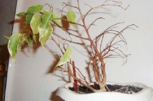 Почему фикус перестал расти вверх. Почему не растет фикус в домашних условиях: основные причины