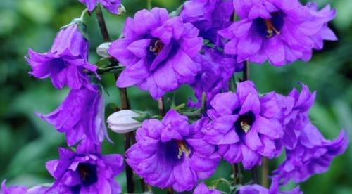 Садовые цветы новинки. Обзор новинок цветов на 2019 год