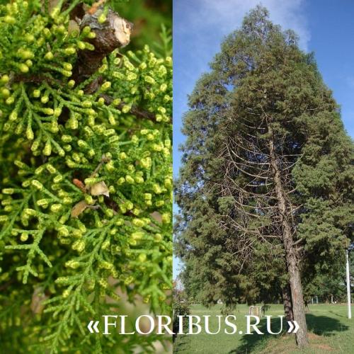 Кипарис Голдкрест Вилма в открытом грунте. Купрессус голд вилма, голдкрест и микрокарпа
