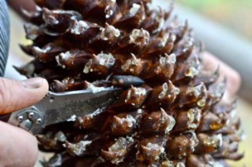 Как проверить кедровые орехи на всхожесть. Проращивание кедрового ореха