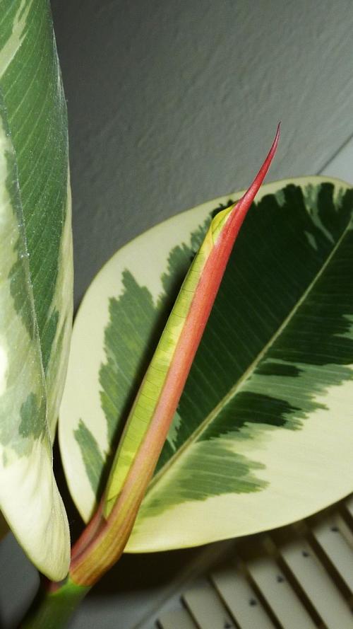 Как растет фикус. Фикус каучуконосный или эластика - Ficus elastica