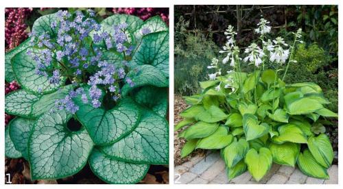 Садовые цветы новинки. Обзор новинок цветов на 2019 год