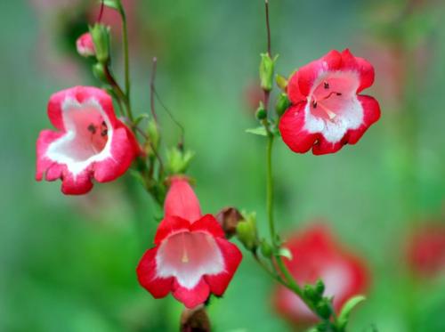 Пенстемон Хаскер Ред описание. Ботаническое описание