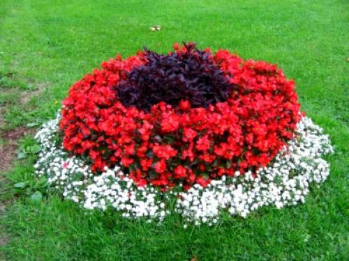 Лобулярия морская. Сорта и виды