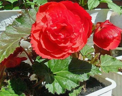 Иван-да-марья домашний цветок. Цветок Иван да Марья бегония комнатная как выглядит, посадка и уход