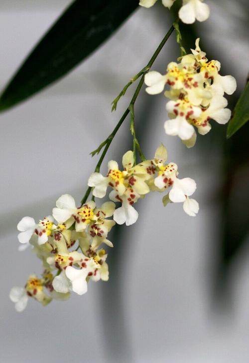 Онцидиум Свит Шугар уход в домашних условиях. Уход за онцидиумом в домашних условиях