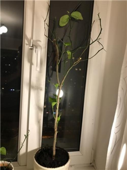 Почему апельсиновое дерево сбрасывает листья. #662 neodyme1