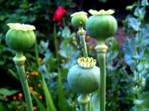 Мак самосейка