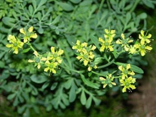 Рута обыкновенная. Рута - Колдовская трава в вашем палисаднике
