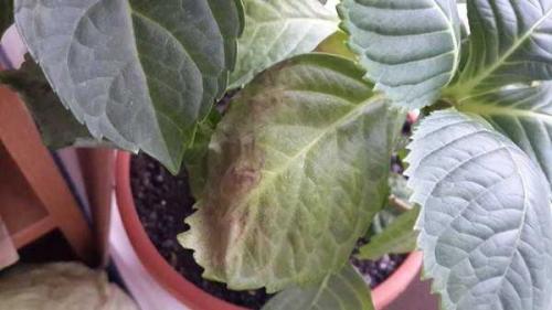 Чернеют листья у комнатной гортензии. Почему у гортензии сохнут и опадают листья? Другие болезни гортензии