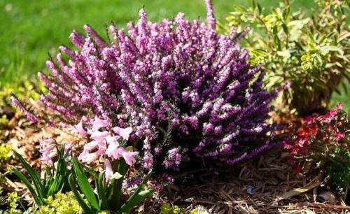 Эрика или вереск Посадка и уход. Вереск и эрика: в чём сходство и отличие?