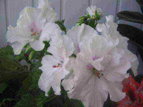 Герань красно-бурая Samobor. Самые редкие разновидности