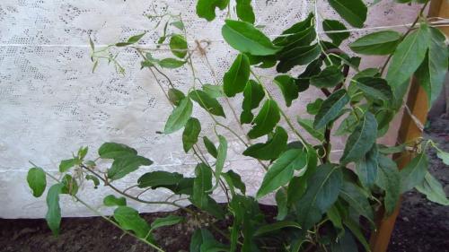 Как пересадить актинидию. Актинидия: посадка и уход