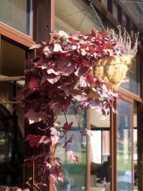 Ипомея батат пурпурная. Ипомея батат - декоративный овощ для контейнеров и клумб