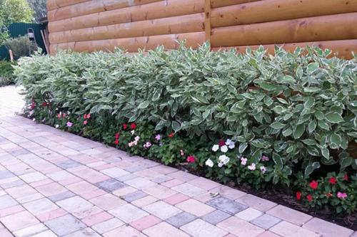 Пестролистные кустарники. Как вырастить дерен пестролистный на дачном участке