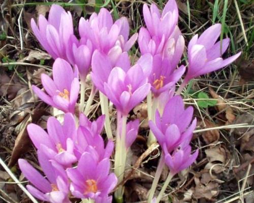 Ядовитые растение безвременник. Ядовитый цветок безвременник с необычным циклом развития