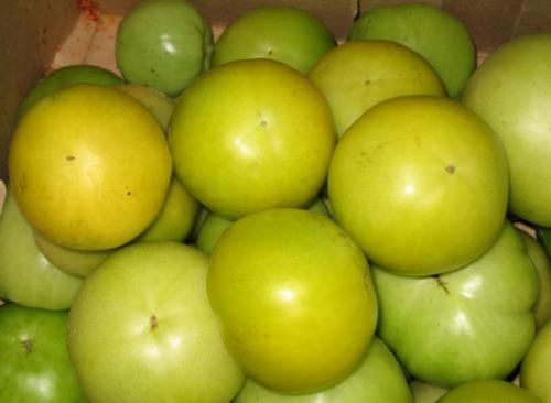 Томат Рамзай. 7 лучших гибридов томатов от компании Ильинична