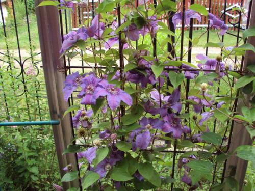 Клематис княжик. Декоративное и лечебное растение в вашем саду — княжик