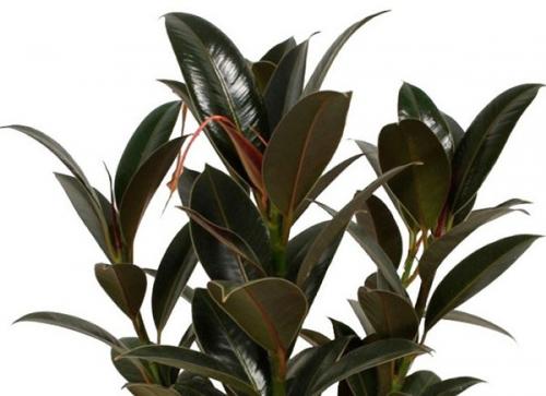 Фикус каучуконосный в природе. Фикус каучуконосный (Ficus elastica)