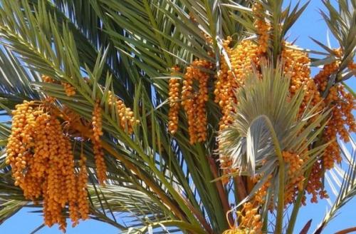 Финик пальчатый. Финиковая пальма