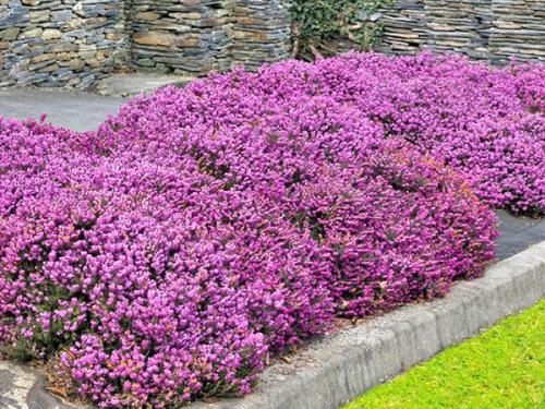 Вереск Эрика микс Посадка и уход. Растение эрика: посадка и уход в мельчайших подробностях