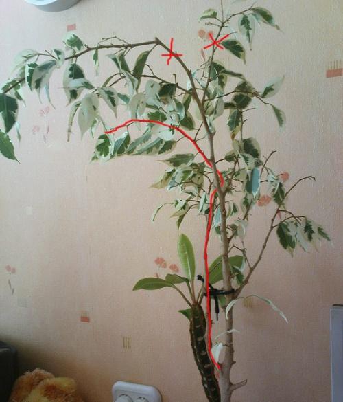 Как сделать пышную крону для фикуса Бенджамина. Как обрезать фикус Бенджамина: способы формирования кроны