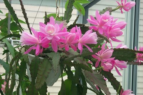 Эпифиллум не растет. Почему не цветет эпифиллум: возможные причины отсутствия бутонов