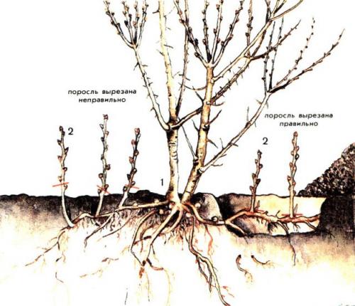 Как избавиться от поросли ольхи. Как правильно избавиться от ненужной поросли деревьев