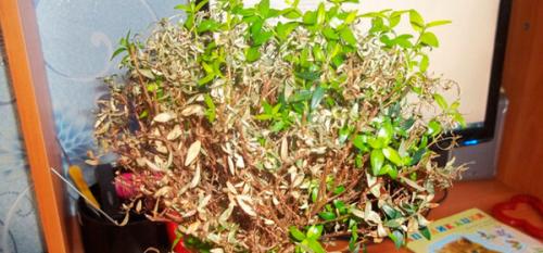 Как реанимировать Мирт, если он засох