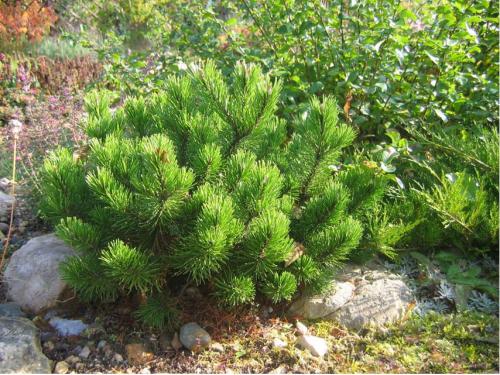 Посадка крымской сосны. Выбор саженца или его альтернативы