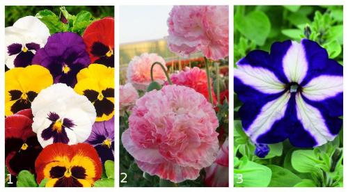 Садовые цветы новинки. Обзор новинок цветов на 2019 год