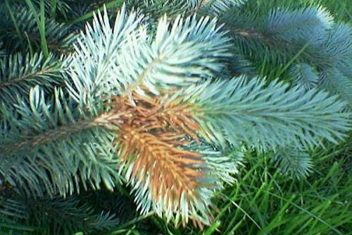 Обыкновенное шютте сосны лечение. Шютте